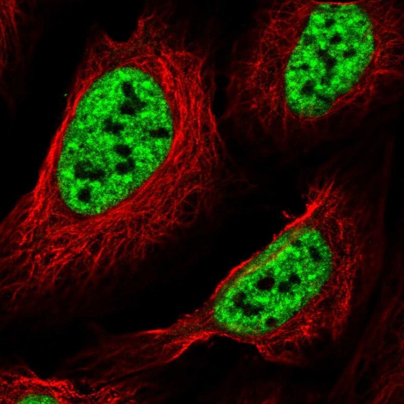 SF3B2 Antibody - BSA Free Immunocytochemistry/ Immunofluorescence: SF3B2 Antibody - BSA Free [NBP1-92380]