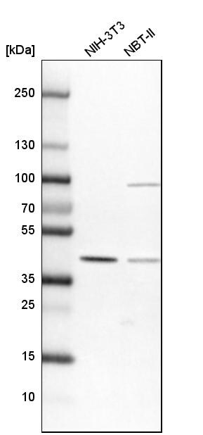 SFRS5 Antibody - BSA Free Western Blot: SFRS5 Antibody - BSA Free [NBP1-92381]
