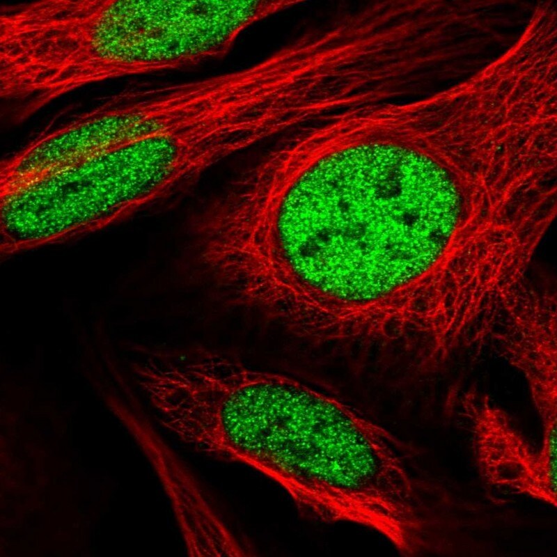 SFRS7 Antibody - BSA Free Immunocytochemistry/ Immunofluorescence: SFRS7 Antibody - BSA Free [NBP1-92382]