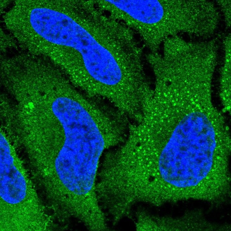 SLC38A5 Antibody - BSA Free Immunocytochemistry/ Immunofluorescence: SLC38A5 Antibody - BSA Free [NBP1-92402]