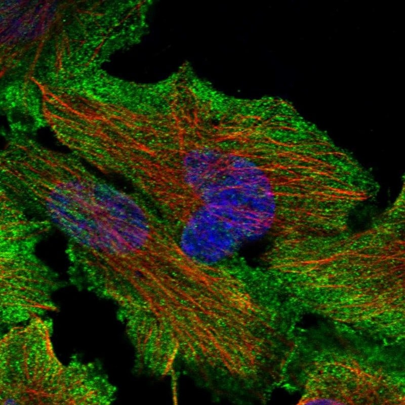 SNX26 Antibody - BSA Free Immunocytochemistry/ Immunofluorescence: SNX26 Antibody [NBP1-92420]