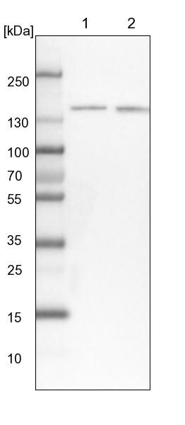 SR140 Antibody - BSA Free Western Blot: SR140 Antibody - BSA Free [NBP1-92444]