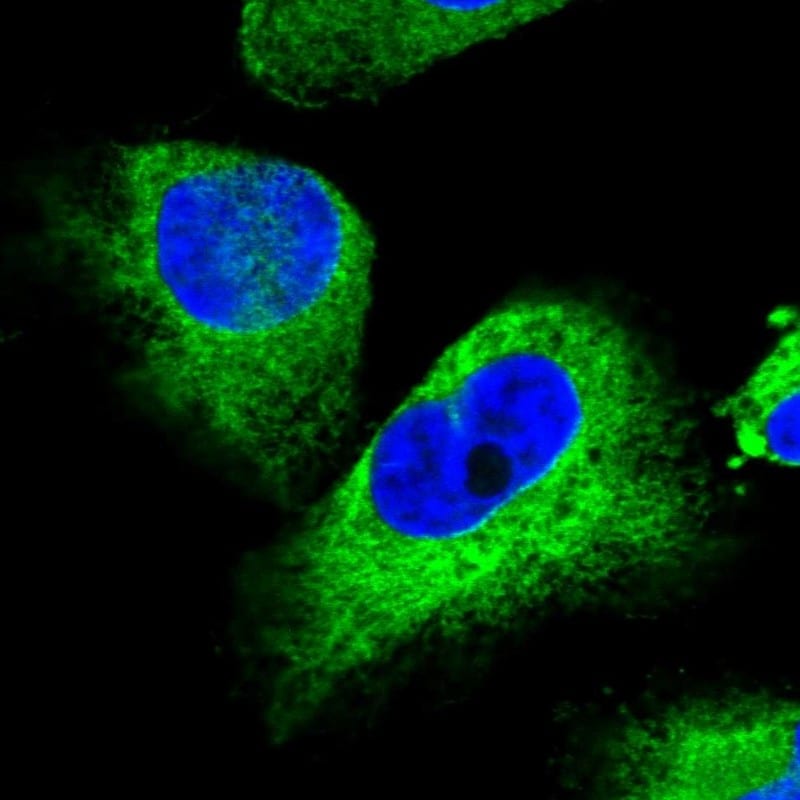 Stanniocalcin 2/STC-2 Antibody - BSA Free Immunocytochemistry/ Immunofluorescence: Stanniocalcin 2/STC-2 Antibody - BSA Free [NBP1-92447]