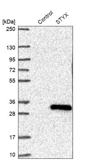 STYX Antibody - BSA Free Western Blot: STYX Antibody - BSA Free [NBP1-92457]