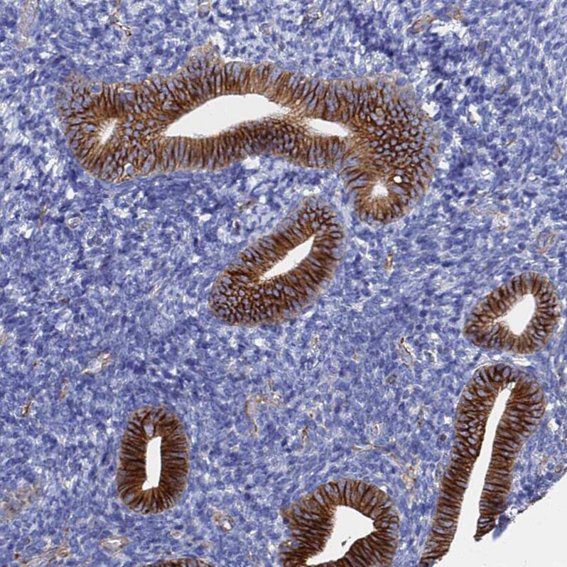 Synaptotagmin 13 Antibody - BSA Free Immunohistochemistry: Synaptotagmin 13 Antibody - BSA Free [NBP1-92466]