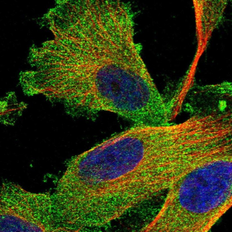 Syntaxin Binding Protein 4 Antibody - BSA Free Immunocytochemistry/ Immunofluorescence: Syntaxin Binding Protein 4 Antibody - BSA Free [NBP1-92470]