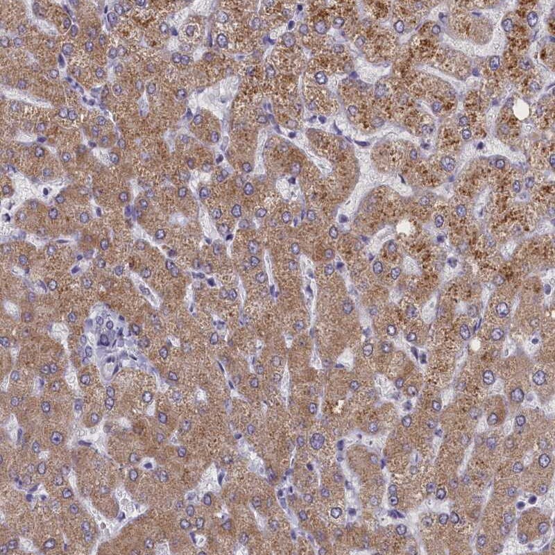 TCEB3B Antibody - BSA Free Immunohistochemistry: TCEB3B Antibody - BSA Free [NBP1-92482]