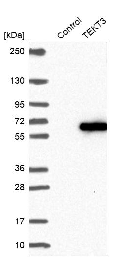 TEKT3 Antibody - BSA Free Western Blot: TEKT3 Antibody - BSA Free [NBP1-92488]
