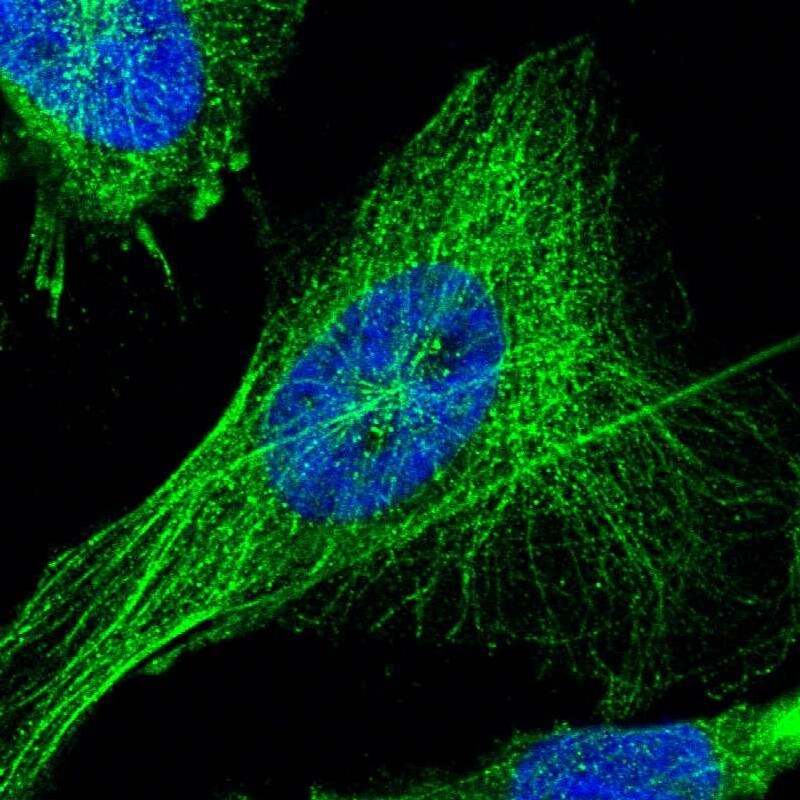 TSPAN33 Antibody - BSA Free Immunocytochemistry/ Immunofluorescence: TSPAN33 Antibody [NBP1-92490]