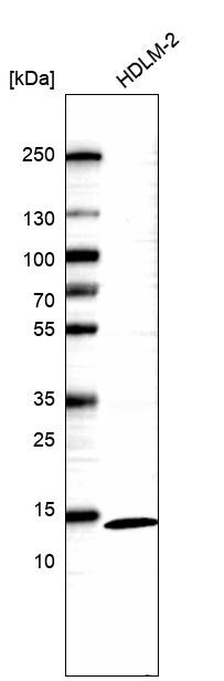 THEM2 Antibody - BSA Free Western Blot: THEM2 Antibody - BSA Free [NBP1-92498]
