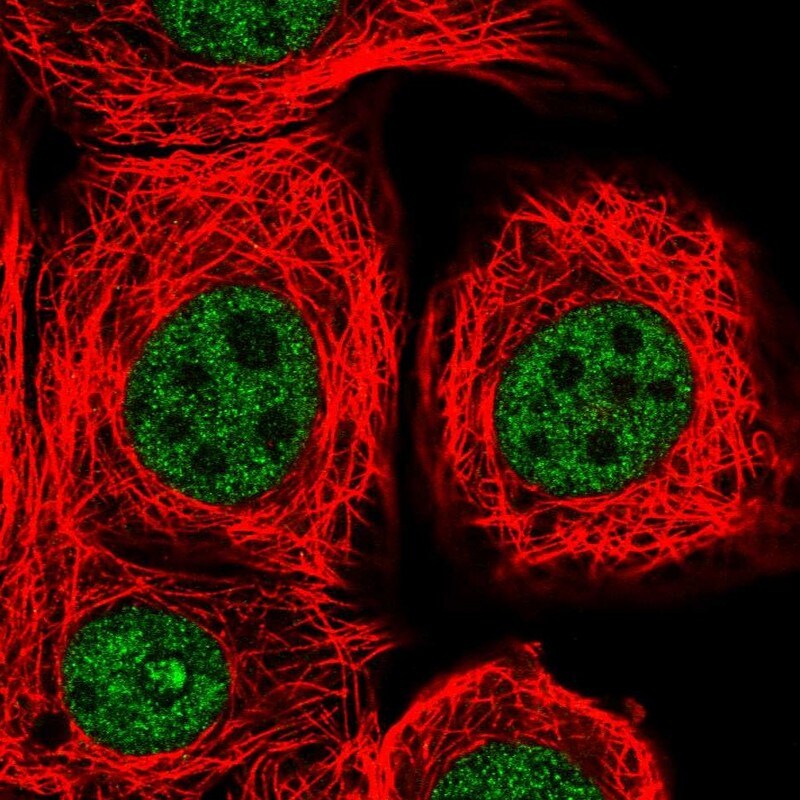 THOC2 Antibody - BSA Free Immunocytochemistry/ Immunofluorescence: THOC2 Antibody - BSA Free [NBP1-92500]