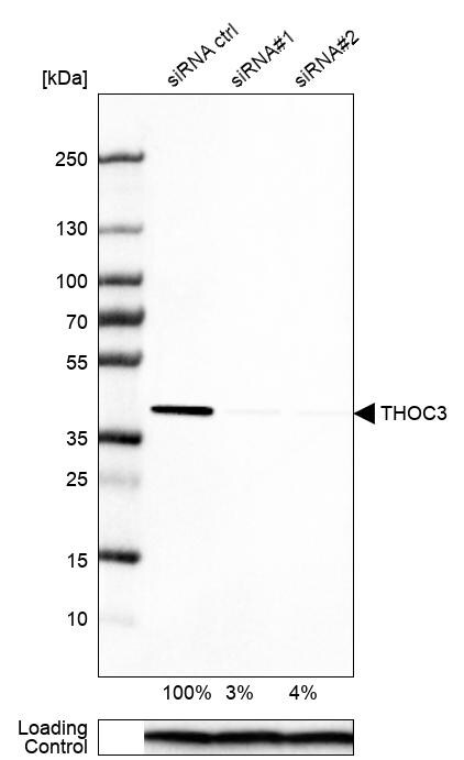 THOC3 Antibody - BSA Free Western Blot: THOC3 Antibody - BSA Free [NBP1-92502]