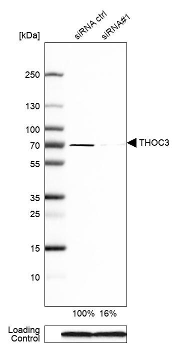 THOC3 Antibody - BSA Free Western Blot: THOC3 Antibody - BSA Free [NBP1-92503]