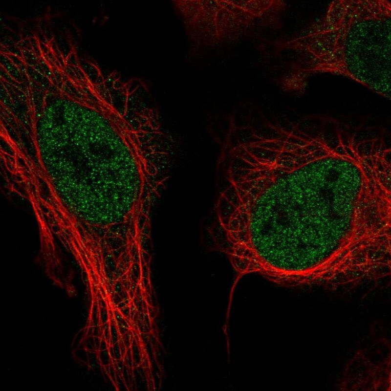 THOC3 Antibody - BSA Free Immunocytochemistry/ Immunofluorescence: THOC3 Antibody - BSA Free [NBP1-92503]