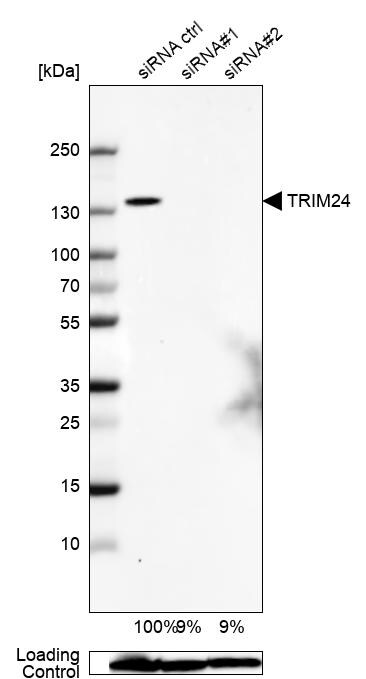 TIF1 alpha Antibody - BSA Free Western Blot: TIF1 alpha Antibody - BSA Free [NBP1-92506]