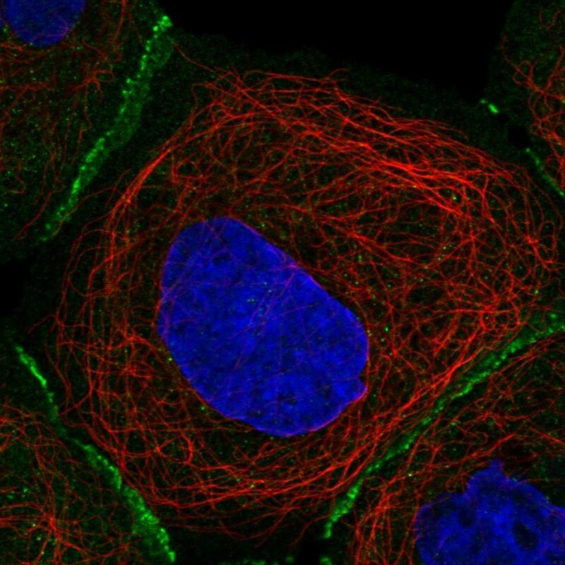 Fibulin 7 Antibody - BSA Free Immunocytochemistry/ Immunofluorescence: Fibulin 7 Antibody - BSA Free [NBP1-92512]