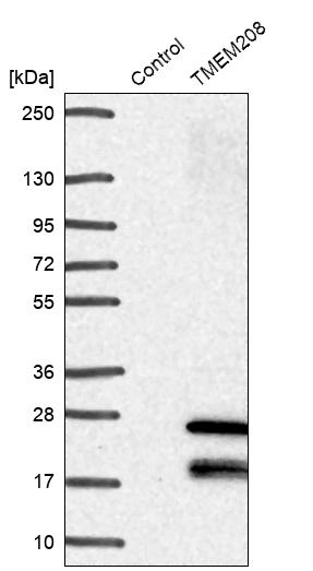 TMEM208 Antibody - BSA Free Western Blot: TMEM208 Antibody - BSA Free [NBP1-92519]