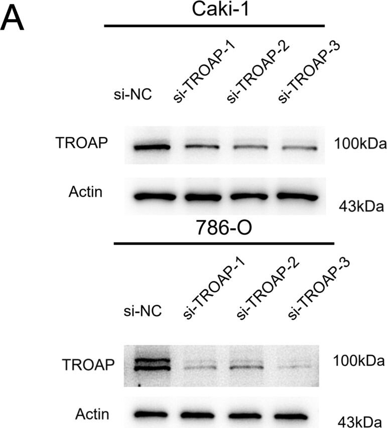 TROAP Antibody - BSA Free