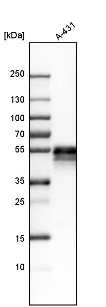 TROP-2 Antibody - BSA Free Western Blot: TROP-2 Antibody - BSA Free [NBP1-92533]