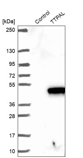 TTPAL Antibody - BSA Free Western Blot: TTPAL Antibody - BSA Free [NBP1-92544]