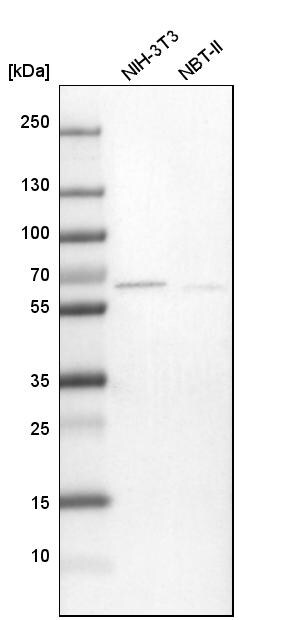 TXNDC10 Antibody - BSA Free Western Blot: TXNDC10 Antibody - BSA Free [NBP1-92550]