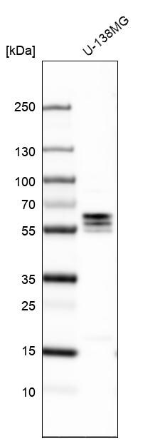 TXNDC10 Antibody - BSA Free Western Blot: TXNDC10 Antibody - BSA Free [NBP1-92550]