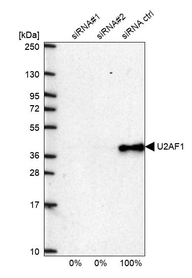 U2AF35 Antibody - BSA Free Western Blot: U2AF35 Antibody - BSA Free [NBP1-92553]