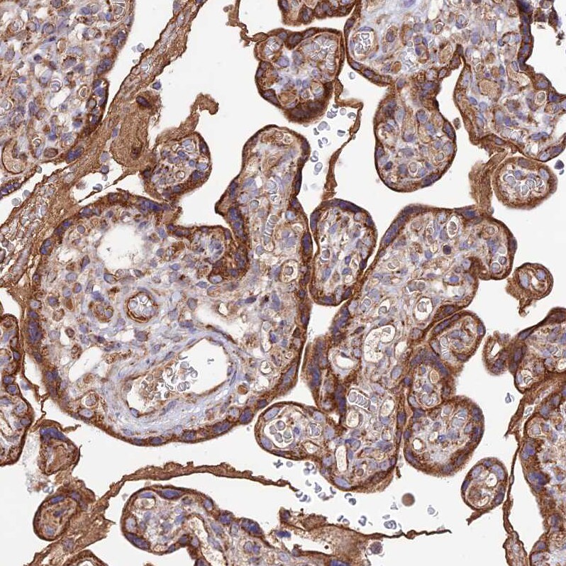 UAP1L1 Antibody - BSA Free Immunohistochemistry: UAP1L1 Antibody - BSA Free [NBP1-92555]