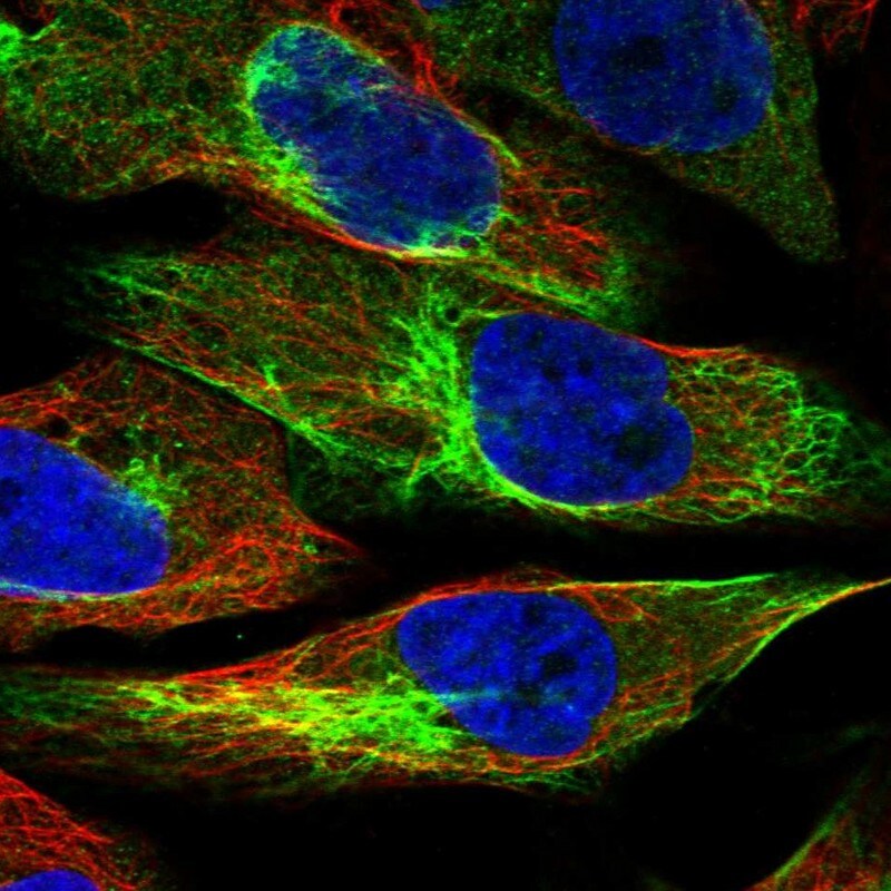 UAP1L1 Antibody - BSA Free Immunocytochemistry/ Immunofluorescence: UAP1L1 Antibody - BSA Free [NBP1-92555]