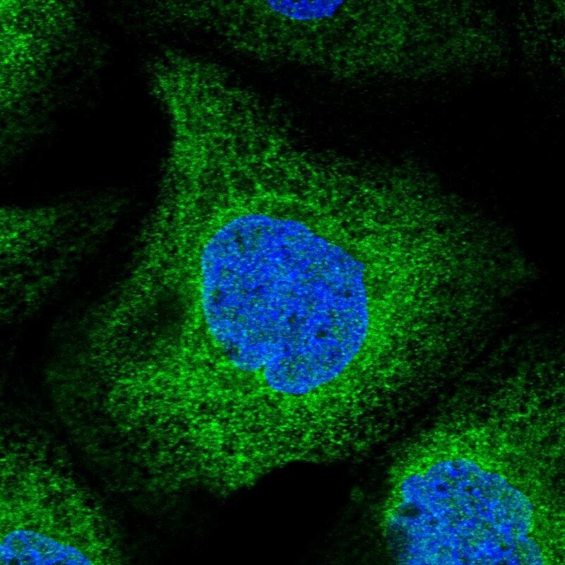 UBXD2 Antibody - BSA Free Immunocytochemistry/ Immunofluorescence: UBXD2 Antibody [NBP1-92560]