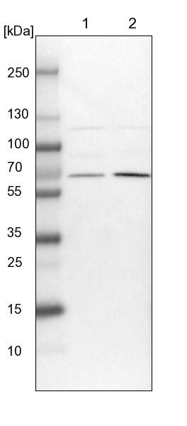 UBXD2 Antibody - BSA Free Western Blot: UBXD2 Antibody - BSA Free [NBP1-92560]