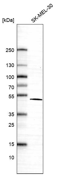 VAT1 Antibody - BSA Free Western Blot: VAT1 Antibody - BSA Free [NBP1-92569]