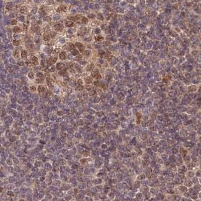 WAPL Antibody - BSA Free Immunohistochemistry-Paraffin: WAPL Antibody [NBP1-92579]