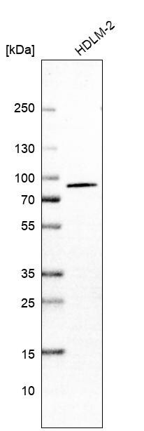WDR42A Antibody - BSA Free Western Blot: WDR42A Antibody - BSA Free [NBP1-92582]