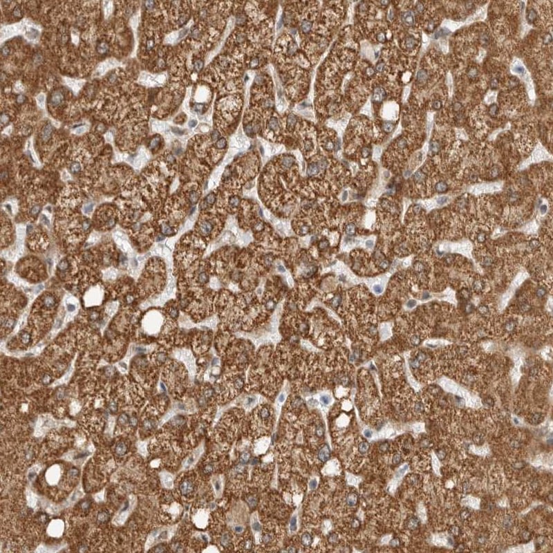 WDR42A Antibody - BSA Free Immunohistochemistry: WDR42A Antibody - BSA Free [NBP1-92583]
