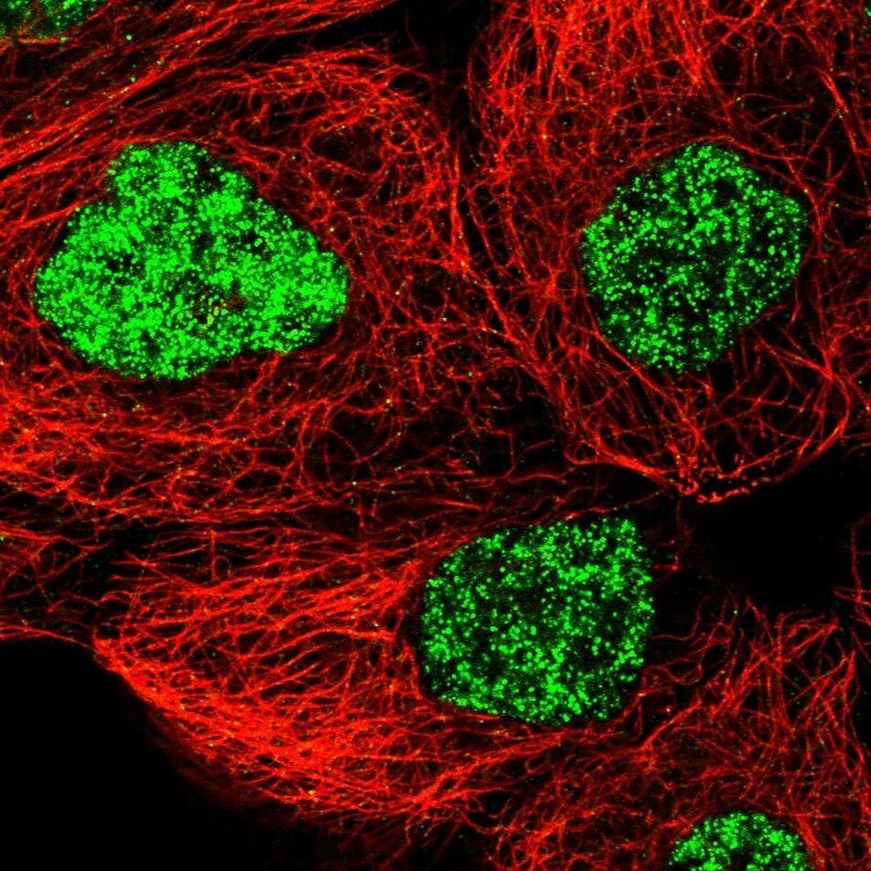 WDR57 Antibody - BSA Free Immunocytochemistry/ Immunofluorescence: WDR57 Antibody - BSA Free [NBP1-92585]