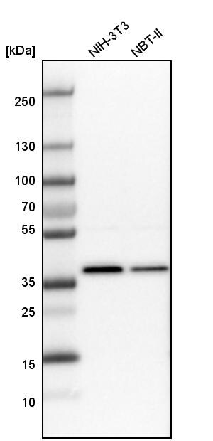 WDR57 Antibody - BSA Free Western Blot: WDR57 Antibody - BSA Free [NBP1-92585]