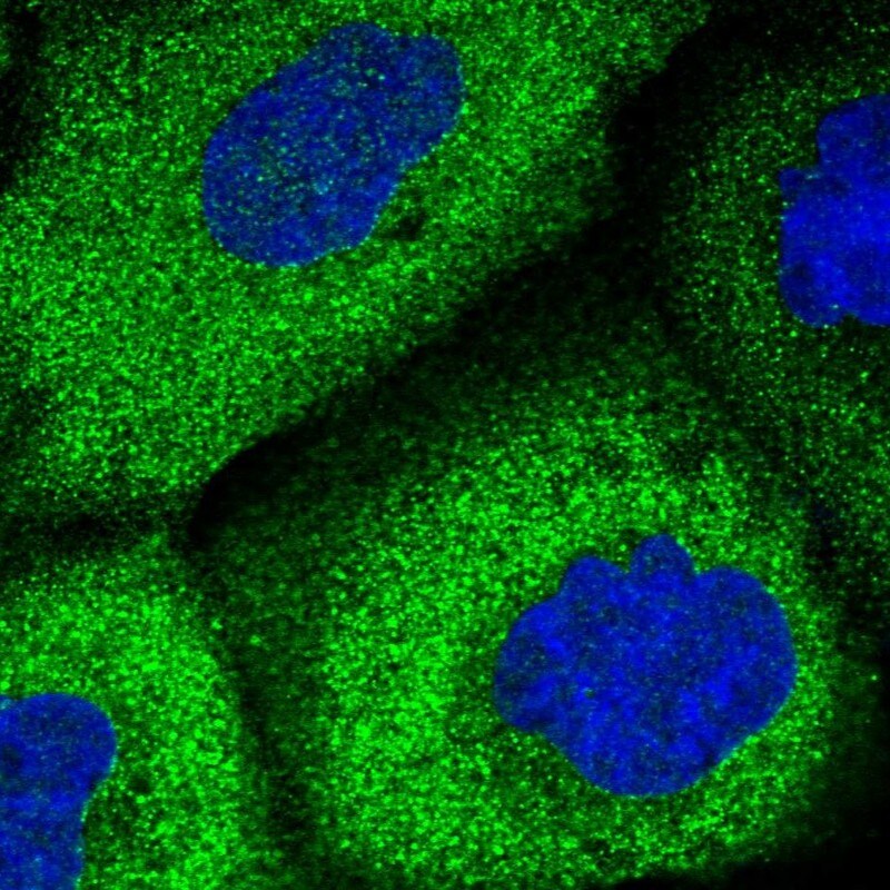 WDR6 Antibody - BSA Free Immunocytochemistry/ Immunofluorescence: WDR6 Antibody - BSA Free [NBP1-92588]