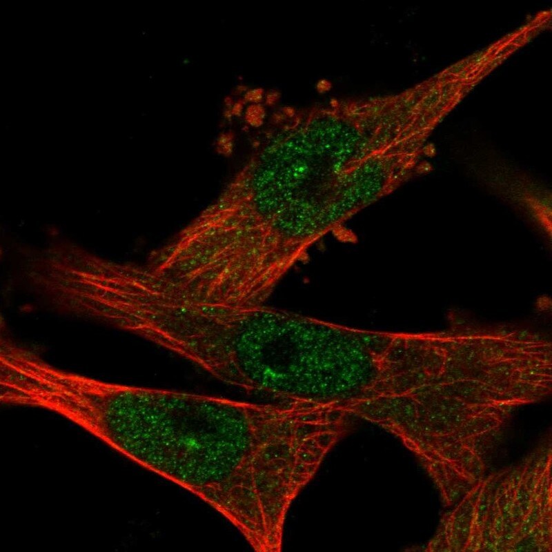 WDR68 Antibody - BSA Free Immunocytochemistry/ Immunofluorescence: WDR68 Antibody - BSA Free [NBP1-92589]