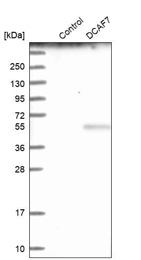 WDR68 Antibody - BSA Free Western Blot: WDR68 Antibody - BSA Free [NBP1-92590]