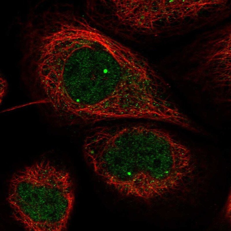 WDR79 Antibody - BSA Free Immunocytochemistry/ Immunofluorescence: WDR79 Antibody [NBP1-92592]