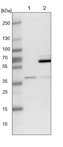 WDR92 Antibody - BSA Free Western Blot: WDR92 Antibody - BSA Free [NBP1-92594]