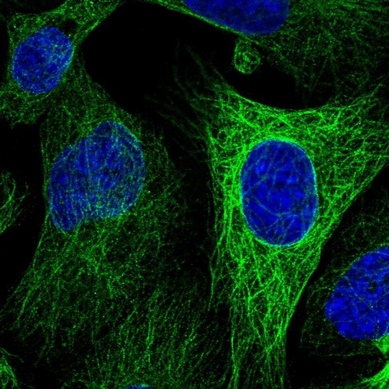 WWC2 Antibody - BSA Free Immunocytochemistry/ Immunofluorescence: WWC2 Antibody - BSA Free [NBP1-92598]
