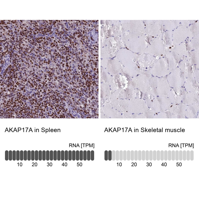 XE7 Antibody - BSA Free Immunohistochemistry: XE7 Antibody - BSA Free [NBP1-92599]