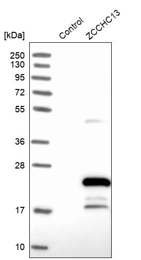 ZCCHC13 Antibody - BSA Free Western Blot: ZCCHC13 Antibody - BSA Free [NBP1-92604]