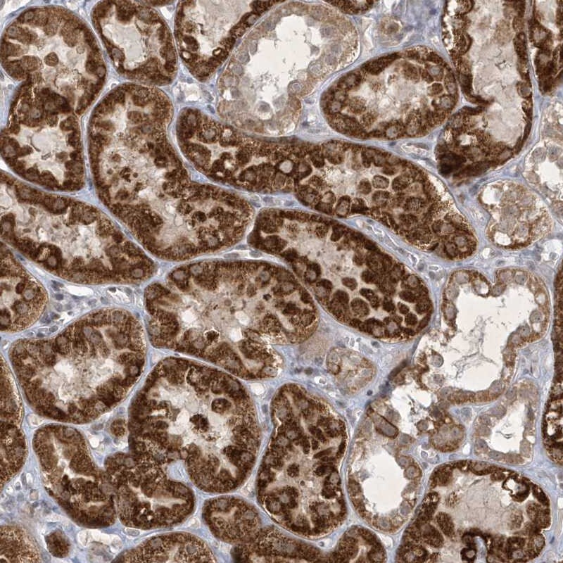 Zinc finger and BTB domain-containing protein 9 Antibody - BSA Free Immunohistochemistry-Paraffin: Zinc finger and BTB domain-containing protein 9 Antibody [NBP1-92611]
