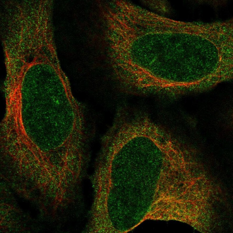ZNF329 Antibody - BSA Free Immunocytochemistry/ Immunofluorescence: ZNF329 Antibody - BSA Free [NBP1-92622]