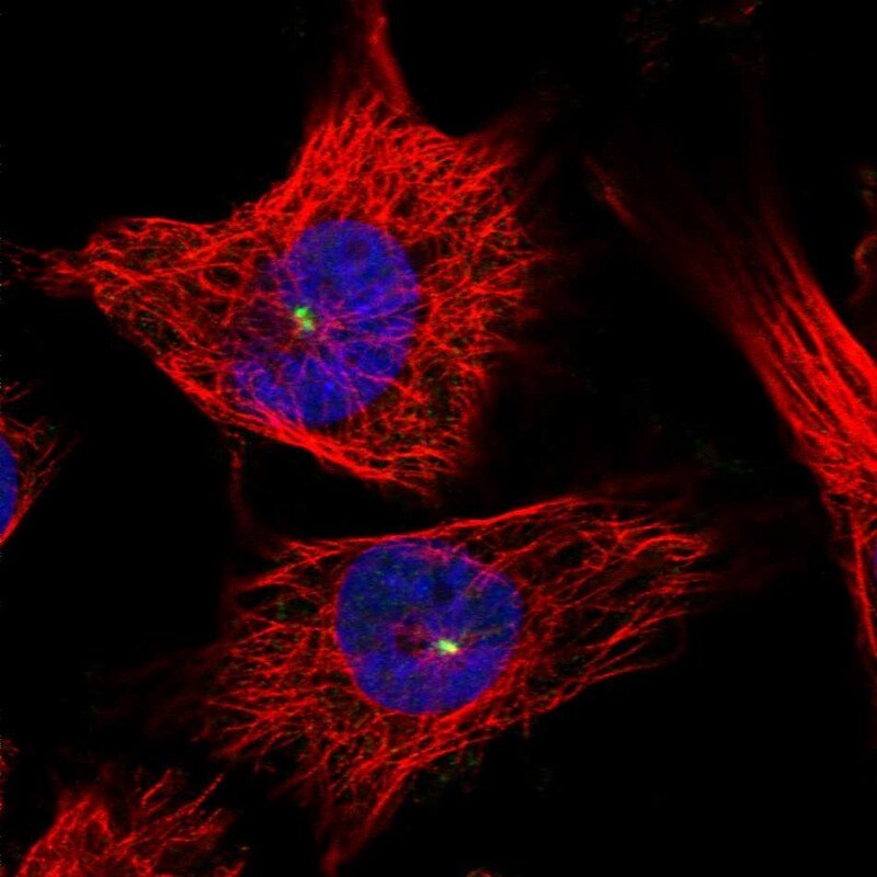 ZNF766 Antibody - BSA Free Immunocytochemistry/ Immunofluorescence: ZNF766 Antibody - BSA Free [NBP1-92643]