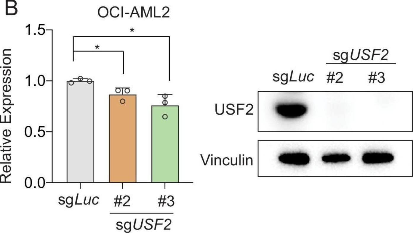 USF2 Antibody