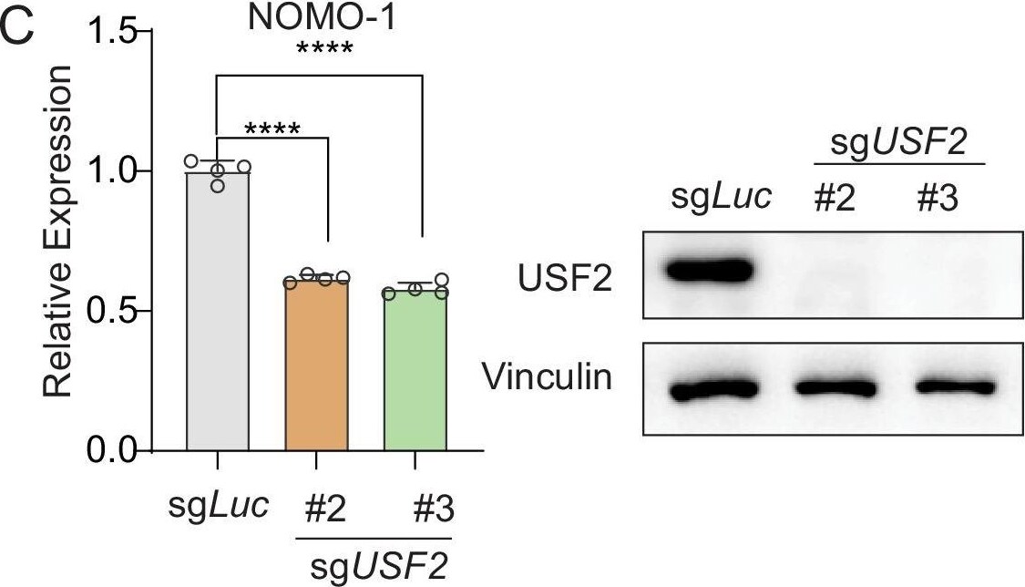 USF2 Antibody